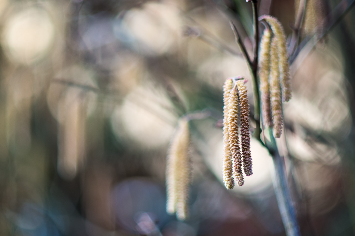 Canon FD55/1.2 S.C.C